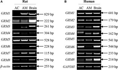 Characterization of Group I Metabotropic Glutamate Receptors in Rat and Human Adrenal Glands